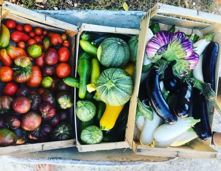 Des fruits naturels dans un panier. Santé par l'alimentation et les plantes