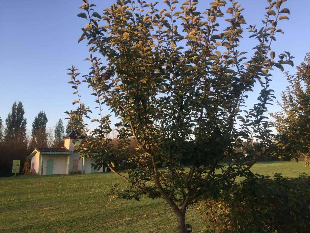 Un arbre dans un parc verdoyant. Santé par l'alimentation et les plantes.